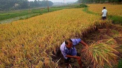 部分国家在疫期停止出口粮食,今年国产稻谷收购价格会涨吗